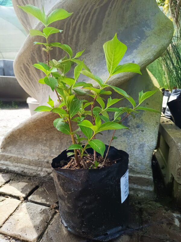 Weigelia Florida 5lt