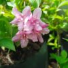 Weigelia Florida 5lt
