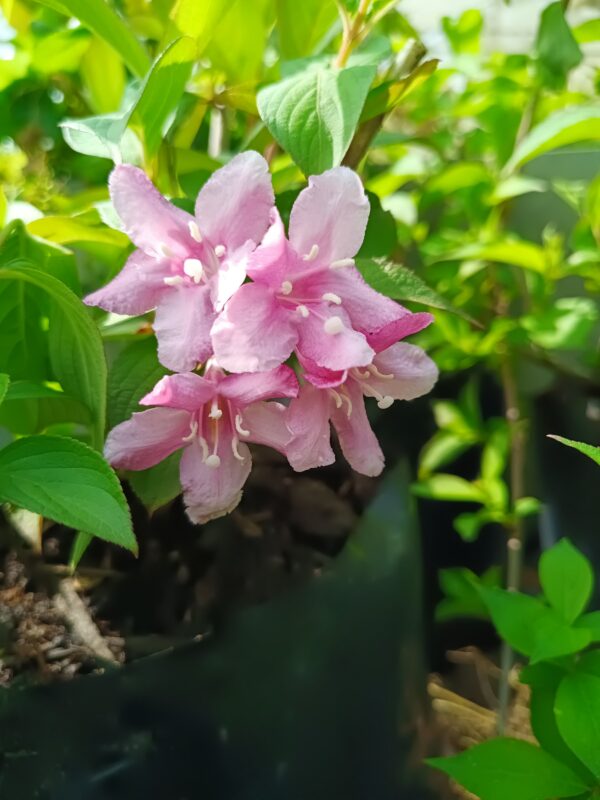 Weigelia Florida 5lt