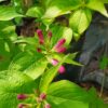 Weigelia Florida 5lt