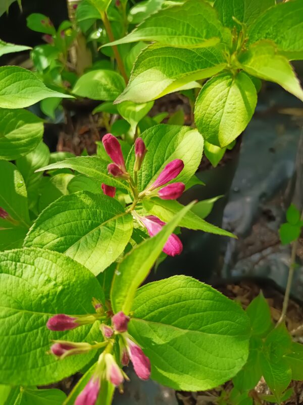 Weigelia Florida 5lt