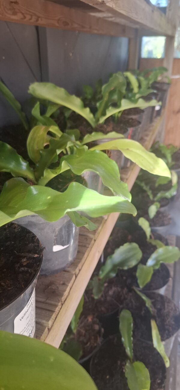 Veltheimia Bracteata FOREST LILY