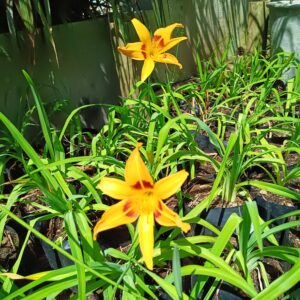 Hemerocallis Mixed Day Lily