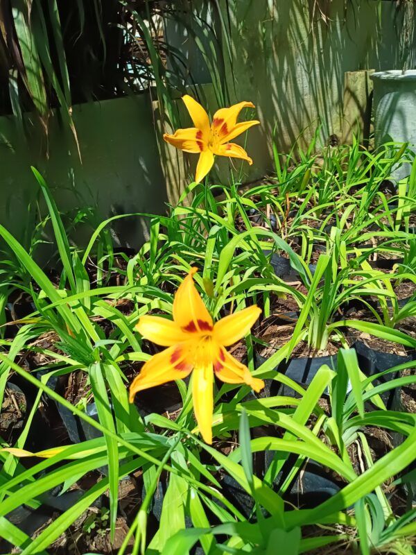 Hemerocallis Mixed Day Lily