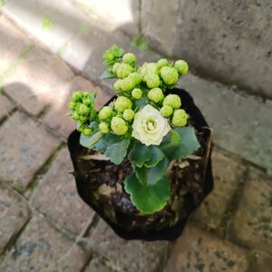Kalanchoe blossfeldiana