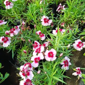 Dianthus