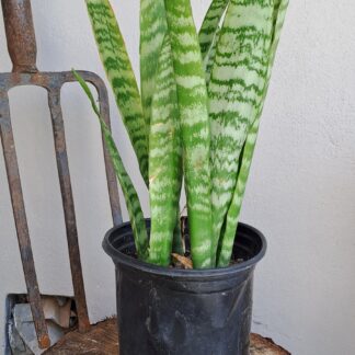 Snake Plant
