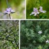Westringia-Fruticosa_Sticky-Westringia-Blue_1 WESTRINGIA FRUTICOSA Australian Coastal Rosemary - White 2,5L