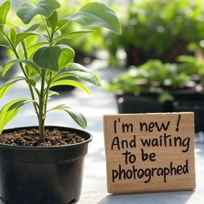 Awaiting product image