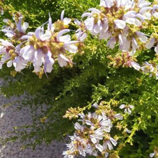 SALVIA CHAMELAEAGNEA Rough Sage - White 3L