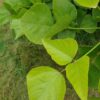 trefle-plant-7588-2 ERYTHRINA CAFFRA Coast Coral Tree 6L