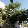 trefle-plant-7588-3 ERYTHRINA CAFFRA Coast Coral Tree 6L