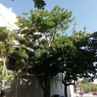 ERYTHRINA CAFFRA Coast Coral Tree 6L