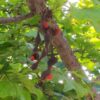 trefle-plant-7588-5 ERYTHRINA CAFFRA Coast Coral Tree 6L