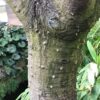 trefle-plant-7588-6 ERYTHRINA CAFFRA Coast Coral Tree 6L