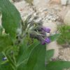 trefle-plant-7897-1 Comfrey Symphytum 15cm