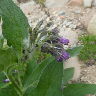 Comfrey Symphytum 15cm
