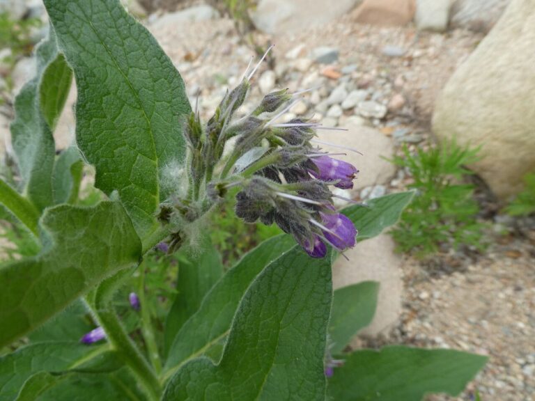 trefle-plant-7897-1 Comfrey Symphytum 15cm