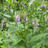 trefle-plant-7897-2 Comfrey Symphytum 15cm