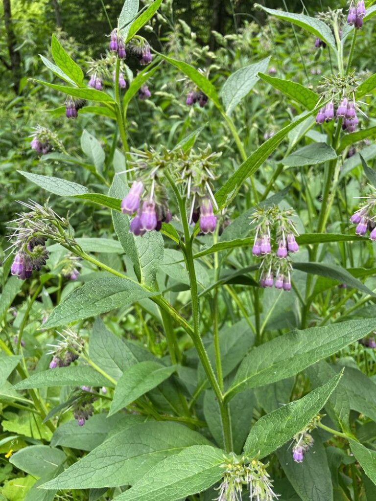 trefle-plant-7897-2 Comfrey Symphytum 15cm