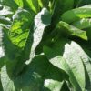 trefle-plant-7897-3 Comfrey Symphytum 15cm